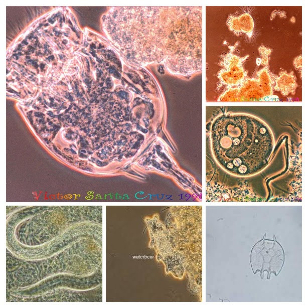 Professional Training Association: Microscopic Examination of Wastewater Training
